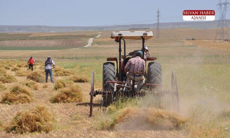 Silvan’da Mercimek Hasadı Başladı
