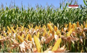 Silvan’lı Çiftçiler Mısır Hasadı İçin Fiyat Bekliyor