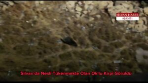 Silvan’da Nesli Tükenmekte Olan Ok’lu Kirpi Görüldü