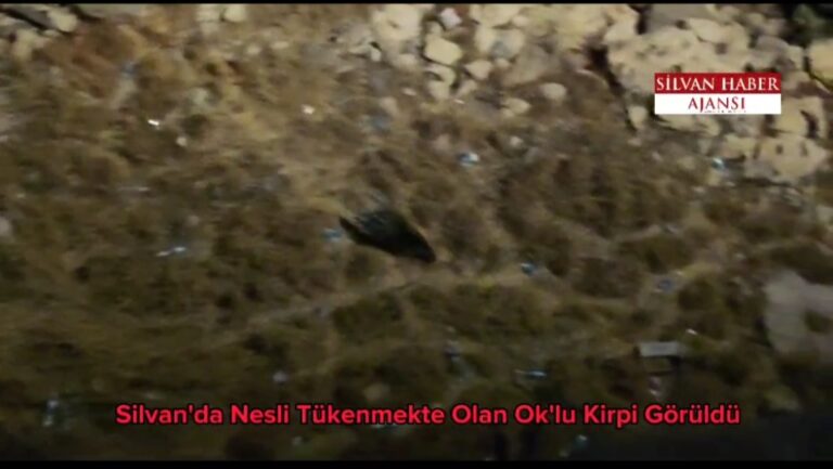 Silvan’da Nesli Tükenmekte Olan Ok’lu Kirpi Görüldü