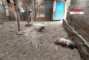 Silvan’da Sokak Köpekleri Koyunlar Saldırdı