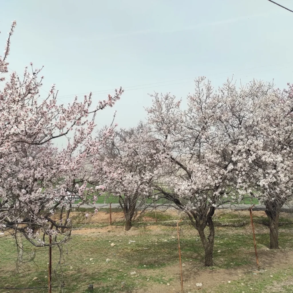 Silvan’da Badem Ağaçları Çiçek Açtı