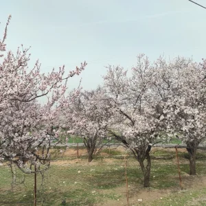 Silvan’da Badem Ağaçları Çiçek Açtı