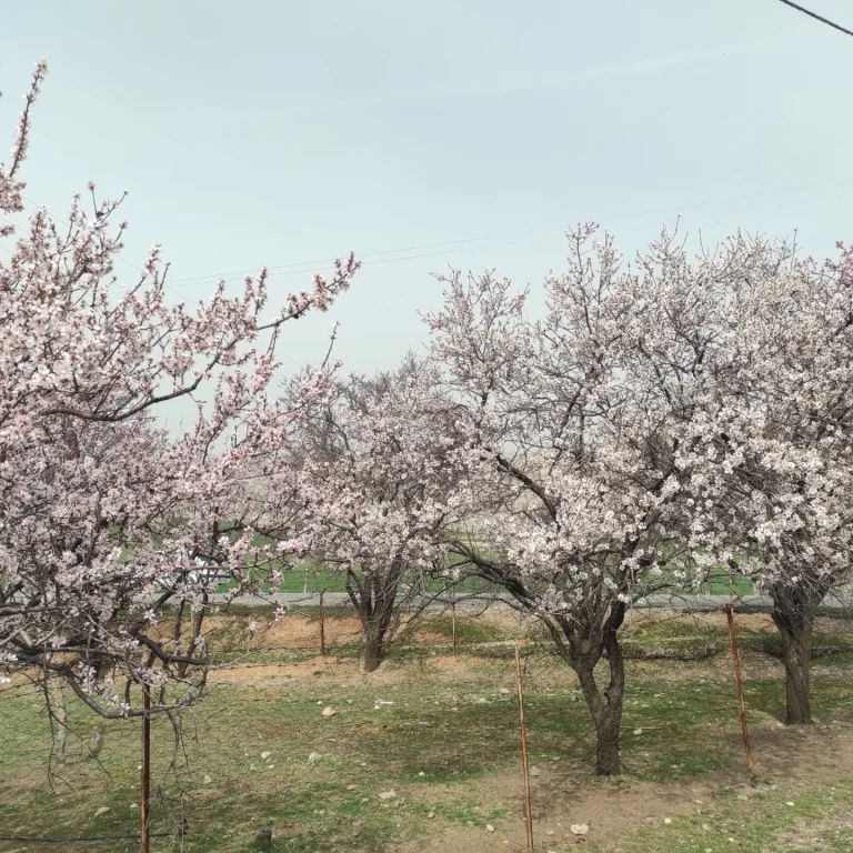 Silvan’da Badem Ağaçları Çiçek Açtı