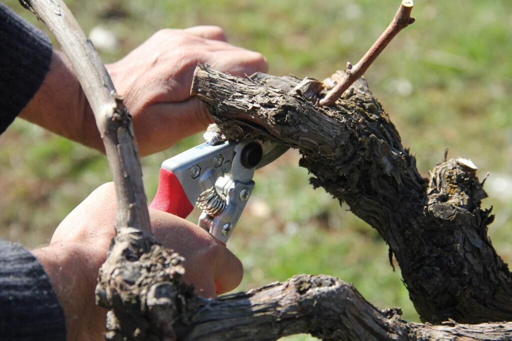 Bağ Budama Mevsimi Başladı