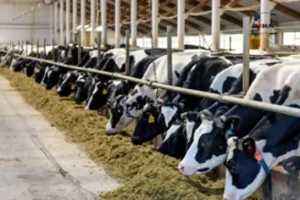 Şap hastalığı Nedeniyle 4 Kentte Hayvan Pazarları Kapatıldı      