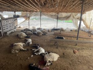 Silvan’da Kuzulara Sokak Köpekleri Saldırdı