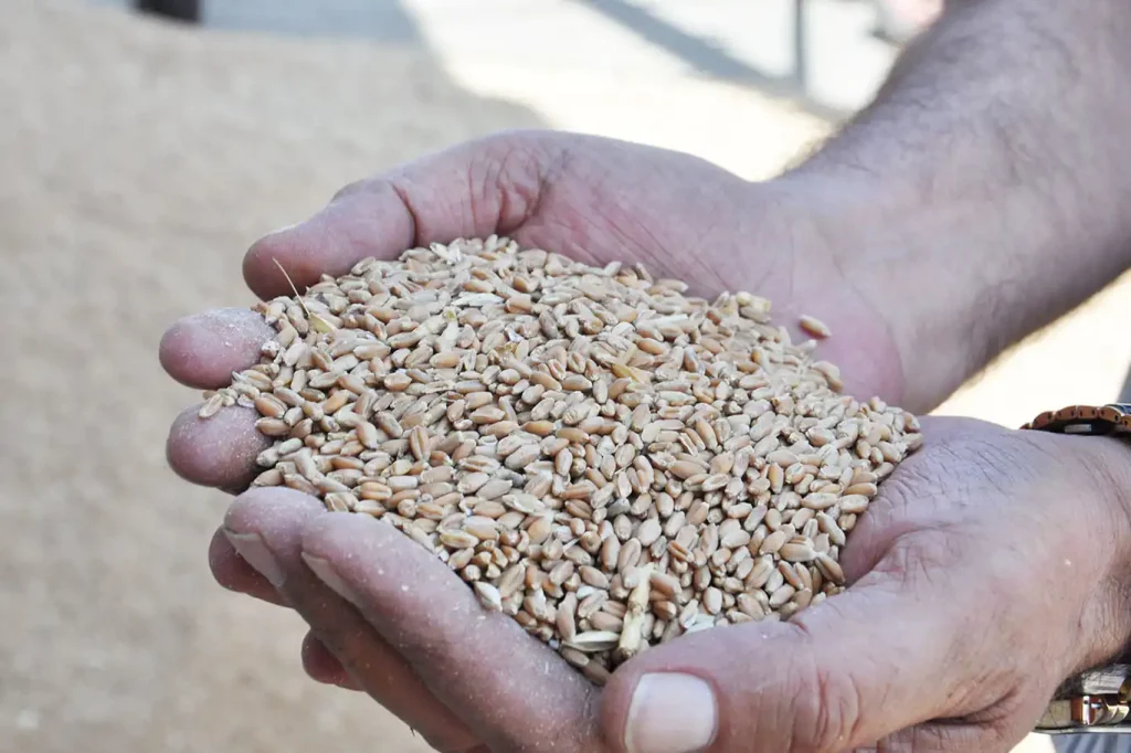 Hububatçılar: Mahsul Bereketli Ama ÇKS Kotası Yetersiz