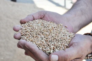 Hububatçılar: Mahsul Bereketli Ama ÇKS Kotası Yetersiz