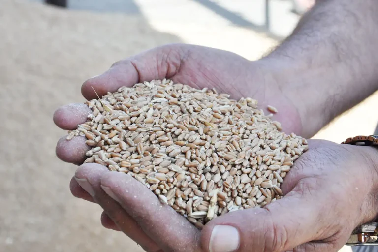 Hububatçılar: Mahsul Bereketli Ama ÇKS Kotası Yetersiz