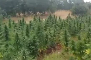 Diyarbakır’da Yüklü Miktarda Uyuşturucu Ele Geçirildi