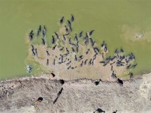 Burası Afrika Değil  Silvan