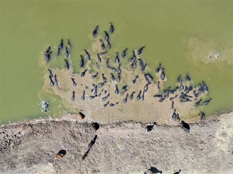 Burası Afrika Değil  Silvan