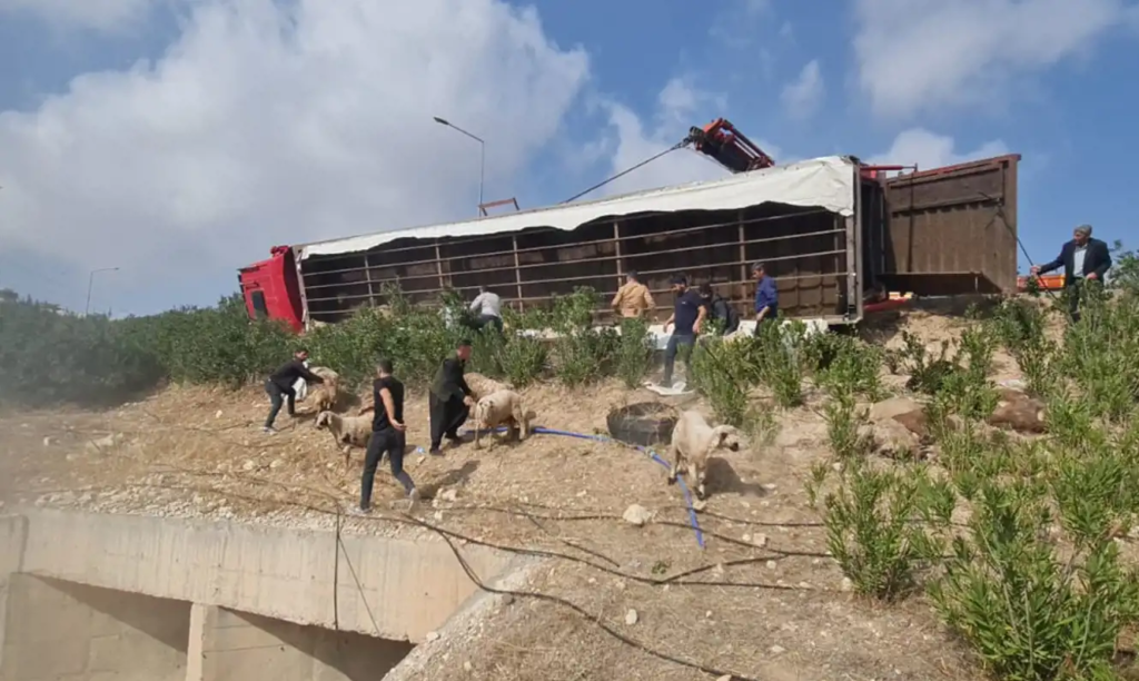 Devrilen Tırda 80’e Yakın Küçükbaş Hayvan Telef Oldu