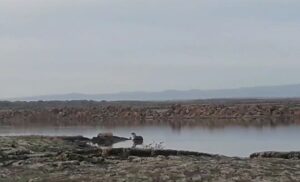 Diyarbakır’da Nesli Tükenmekte Olan Su Samuru Görüldü