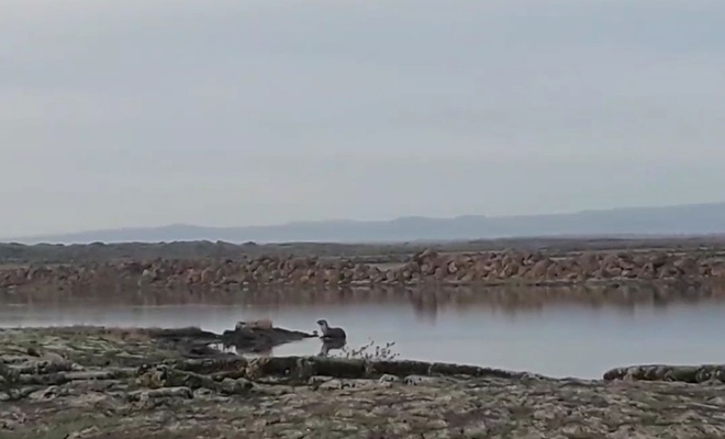 Diyarbakır’da Nesli Tükenmekte Olan Su Samuru Görüldü